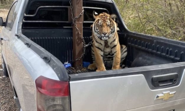 Mexican Cartel Leaves Huge Bengal Tiger in Car’s Backseat After Intense Car Chase and Shootout