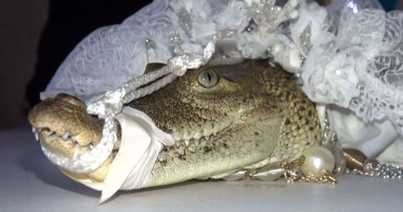 Mexican Mayor Marries Alligator Named ‘Little Princess’ Who Wore White Dress, Also Gave Bride a Kiss