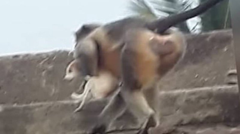 Lavool Monkey Massacre: Angered Over Baby Monkey’s Killing, Monkeys Kill 250 Puppies