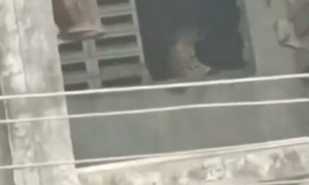 Mumbai: Leopard Enters Residential Building and Attacks People, Teacher Sustains Injury | Video