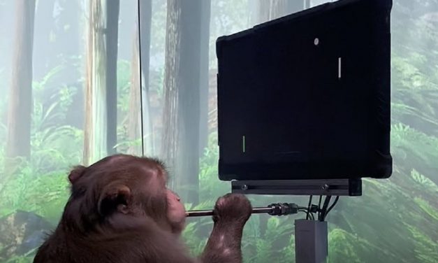Elon Musk releases footage of monkey playing pong after being implanted with Neuralink