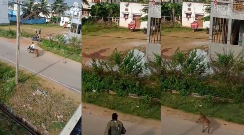 Panic Struck Leopard Attacks Residents in Mysuru, Rescued Later By Forest Department | Video