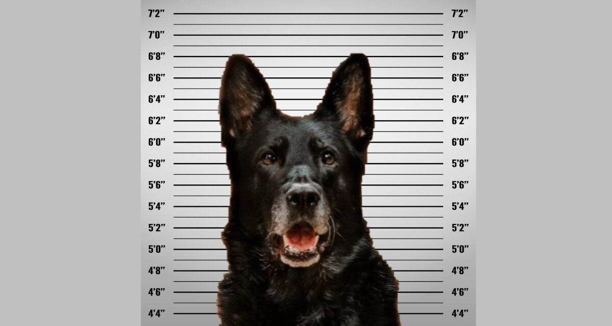 Police Dog ‘Officer Ice’ Accused of Stealing Sandwich of Fellow Officer, Mugshot Goes Viral