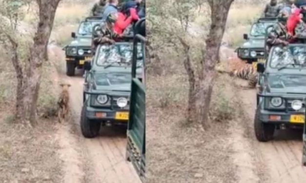 Watch: Tiger Sultana Hunt Down a Dog as Tourists Are Left Shocked at Ranthambore National Park