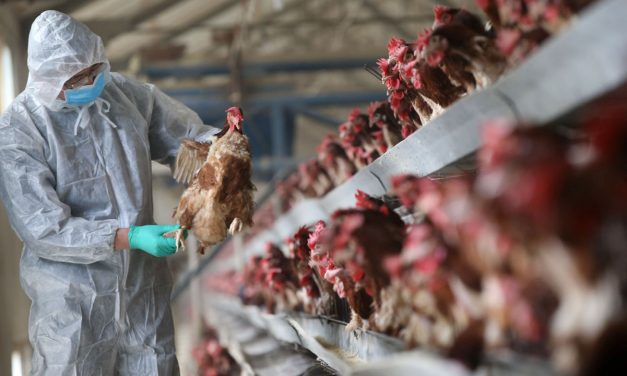 Russia reports first case of H5N8 bird flu passed to humans; World Health Organization alerted