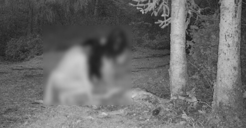 Strange Sight in Canada: Semi-Nude Women Consuming as a Meal of Deceased Deer