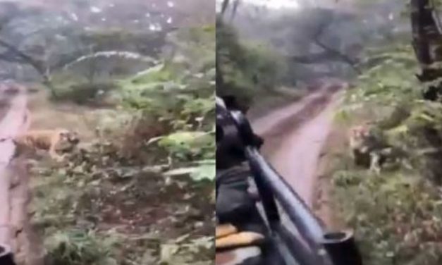 Caught on Cam: Sultana Chases Open Safari Vehicles Filled with Tourists, Driver’s Quick Response Save Lives