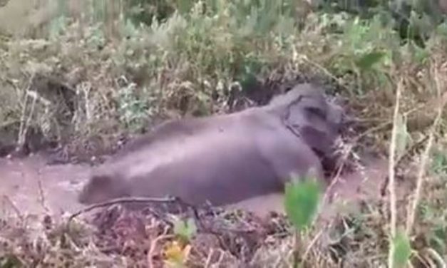 Tamil Nadu: 25 Year Old Elephant Rescued From Swamp, “Salute to Team” Say Netizens