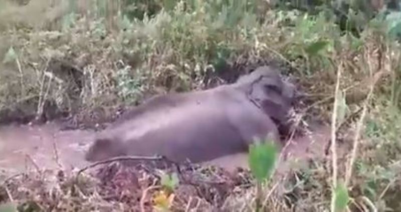 Tamil Nadu: 25 Year Old Elephant Rescued From Swamp, “Salute to Team” Say Netizens