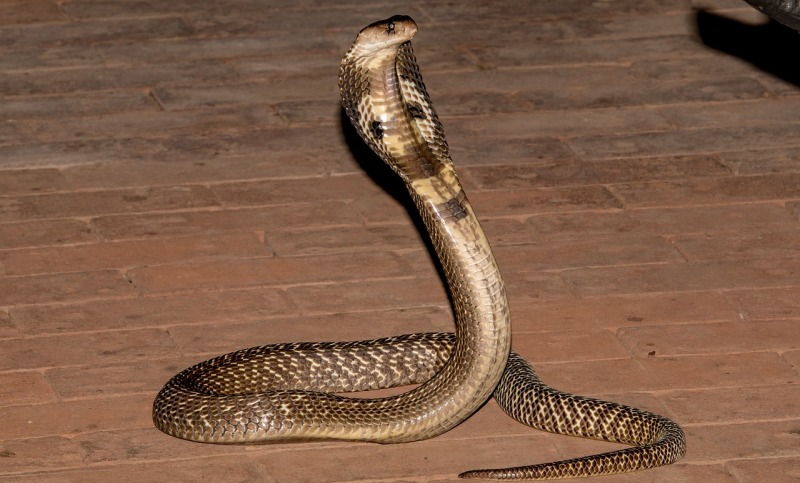 Tamil Nadu Man Gets Nightmares of Snake Bites, Ends Up Losing Tongue to Snake Thanks to Astrologer