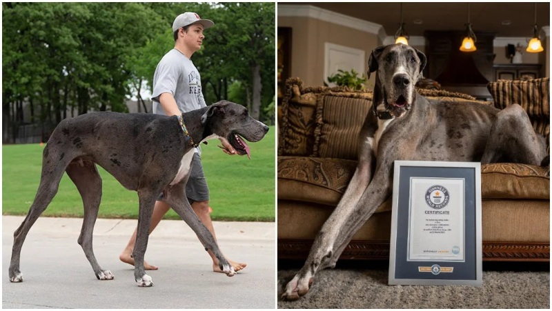 Texas Great Dane ‘Zeus’ Adjudged the Tallest Dog in the World by Guinness World Records