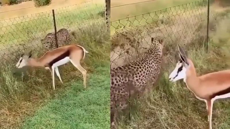 Thrilling Encounter: Separated by Fence, Confident Deer Continues Grazing as Cheetah Pounces on It