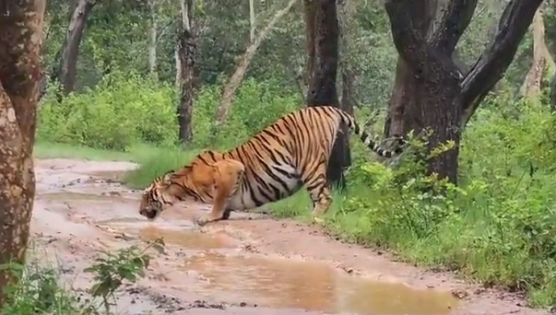 Stunning Tiger Caught Drinking Rainwater from Puddle at Bandipur National Park During Monsoon