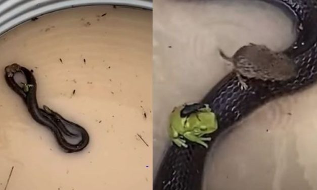 Caught on Cam: To Escape Floods, Beetle, Mice & Frog Hitch a Safe Ride on Snake’s Back