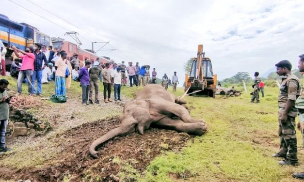 3 Elephants, Including Pregnant Female Killed By Getting Hit By Train, Loco Pilots Booked