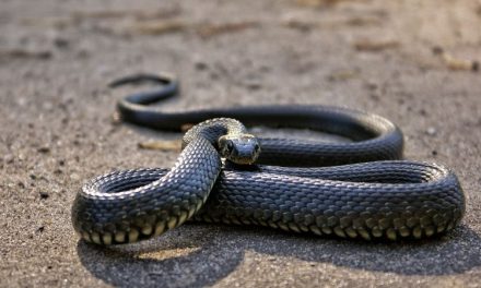 Twin Tragedy Strikes Madhya Pradesh Village: Two Sisters Lose Lives to Snake Bites Within 24 Hours
