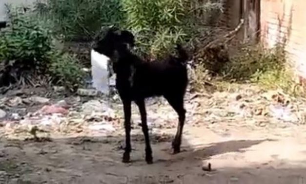Goat’s Day Out: UP Panchayat Staffer Chases Goat That Took Office Papers, Calls Out ‘Arey De Yaar’
