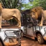 Unconventional Wildlife Interaction: Lion’s Safari Ride