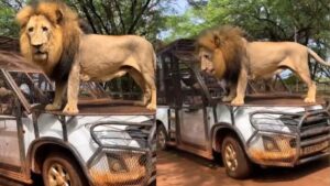 Unconventional Wildlife Interaction Lion's Safari Ride