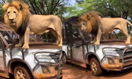 Unconventional Wildlife Interaction: Lion’s Safari Ride