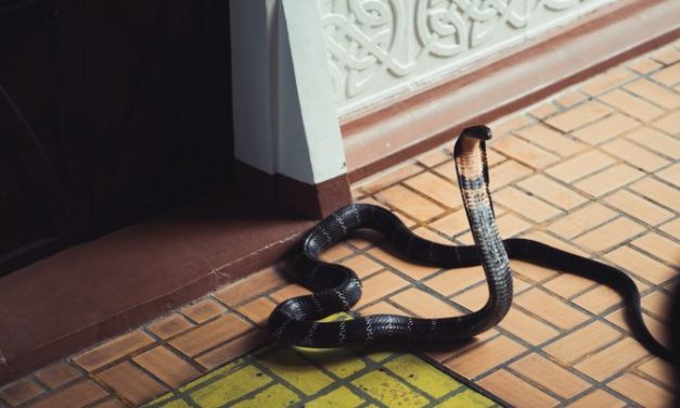 Uthra Murder Case: Kerala Man Found Guilty of Murdering Wife Using Cobra