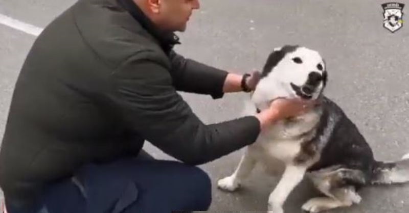 Video of Husky Reuniting with Owner After Bucha Violence Goes Viral, Melts Hearts of Netizens