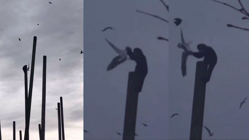 Caught on Cam: Video of Monkey Catching a Flying Seagull & Battering It Shows Nature at Its Most Hardcore