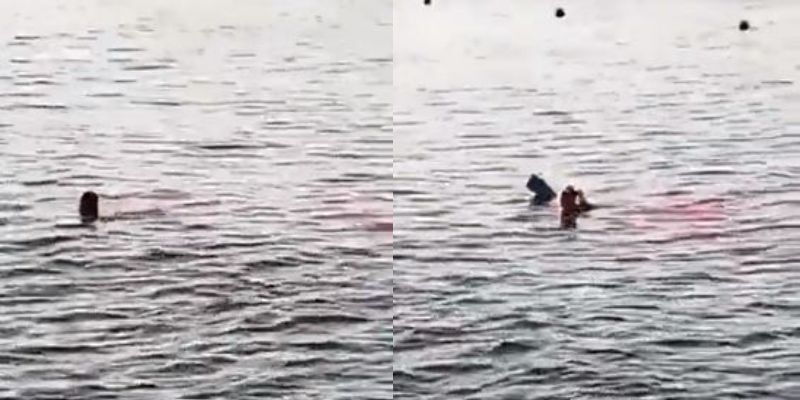 Viral Video Shows Woman Getting Killed Attacked by Shark While Swimming in Red Sea, 2 Dead