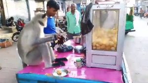 Watch Clip of Monkey Enjoying Golgappa in Gujarat