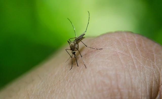 Zika Virus: Kerala Under High Alert Situation Amid COVID-19 Pandemic