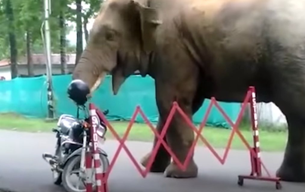 Trending Viral Videos: Elephant eats helmet, on the other hand Police officers in trouble for filming a video