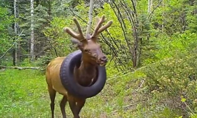Free Finally! Elk Who Had a Tire Stuck Around Neck for 2 Years Freed at Last