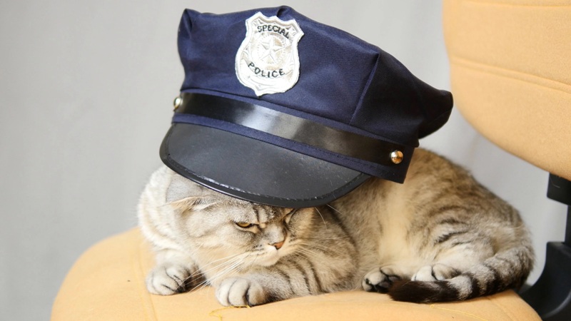 ‘Claw Enforcement’: Karnataka Police Station ‘Deploys’ Cats to Curb Increasing Rat Menace